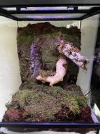 Exo Terra Tree frog terrarium 45x45x60h, Dieren en Toebehoren, Reptielen en Amfibieën | Toebehoren, Ophalen, Nieuw, Terrarium of Paludarium