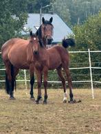 Fokmerrie/draagmerrie, Dieren en Toebehoren, Paarden, Merrie, Springpaard, Gechipt, Niet van toepassing