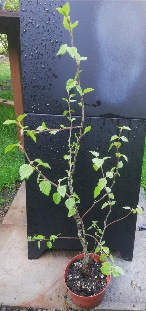 Berk van 64 cm ruilen of verkopen, Tuin en Terras, Planten | Bomen, Ophalen