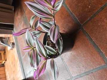 Plant Tradescantia nanouk beschikbaar voor biedingen