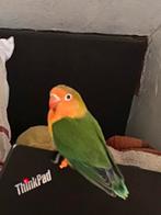 Jonge Fischers agapornis, Sexe inconnu