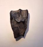 Dinosaurus tand - Triceratops horridus - 2,2 cm, Verzamelen, Mineralen en Fossielen, Ophalen of Verzenden, Fossiel