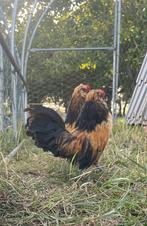 Watermaalse baardkriel (haan), Dieren en Toebehoren, Mannelijk, Kip