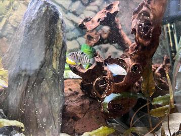 Gratis babycichlide zebra beschikbaar voor biedingen