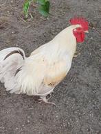 Gratis haan 1 jaar oud, Dieren en Toebehoren, Pluimvee, Kip