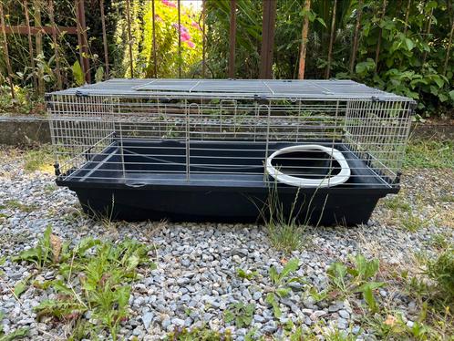 Cage taille moyenne pour petit animal, Dieren en Toebehoren, Knaagdieren en Konijnen | Hokken en Kooien, Gebruikt, Kooi, Minder dan 60 cm