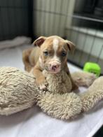 Amerikaanse Stafford pup (brindle reutje), Dieren en Toebehoren, België, CDV (hondenziekte), 8 tot 15 weken, American Staffordshire Terriër