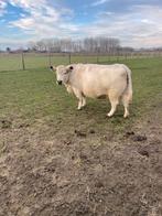 British Lowline koe, Femelle, 3 à 6 ans