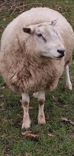 Bok,   3  jaar, Texel swifter schaap, geboren op 18/02/2022, Dieren en Toebehoren, Schapen, Geiten en Varkens, Mannelijk, Schaap