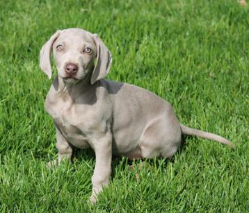 Weimaraner pup beschikbaar voor biedingen