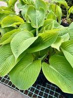 Hosta planten Big Daddy, Tuin en Terras, Planten | Tuinplanten, Vaste plant, Ophalen