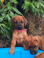 Prachtige Rhodesian ridgeback pups met FCI stamboom, Dieren en Toebehoren, België, Fokker | Hobbymatig, Overige rassen, CDV (hondenziekte)