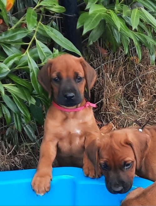 Prachtige Rhodesian ridgeback pups met FCI stamboom, Dieren en Toebehoren, Honden | Beagles, Bassets en Lopende honden, Meerdere dieren