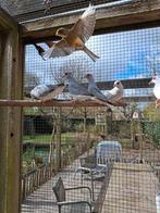 Uitzonderlijk mooie kanaries, Dieren en Toebehoren, Meerdere dieren, Kleurkanarie