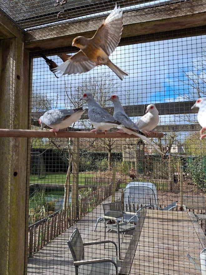 Uitzonderlijk mooie kanaries, Dieren en Toebehoren, Vogels | Kanaries, Kleurkanarie, Meerdere dieren