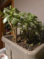 Arbre de jade, Huis en Inrichting, Kamerplanten, Ophalen, Vetplant, In pot, Minder dan 100 cm