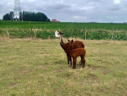 Bonte alpaca merrie met merrie veulen, Dieren en Toebehoren, Overige Dieren