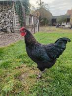 Jonge zwarte haan met gouden nek roze kam, Dieren en Toebehoren, Pluimvee