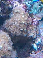Koralen zeeaquarium