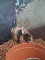 Kindvriendelijke konijnen, Dieren en Toebehoren, Konijnen