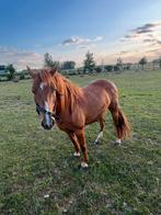 D-pony, Merrie, M