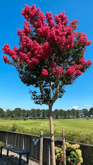 Lagerstroemia indica rosea/Souche élevée/Epaisseur de tige 1