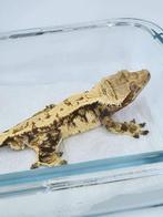 RTB mooie Tricolor wimpergekko man, Dieren en Toebehoren, Reptielen en Amfibieën, Hagedis, Tam, 3 tot 6 jaar
