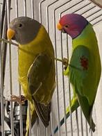 beau couple de perruches à tête de prune, Plusieurs animaux, Perruche, Bagué