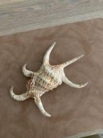 Harpago chiragra 24 cm, Strombidae, coquillage,, Collections, Enlèvement ou Envoi, Coquillage(s)