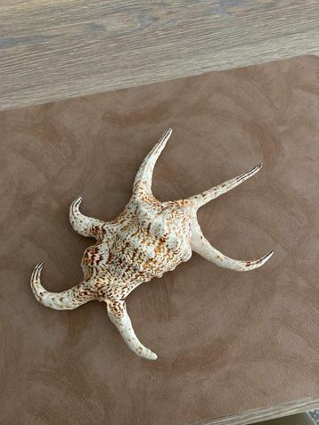 Harpago chiragra 24 cm, Strombidae, zeeschelp,  beschikbaar voor biedingen