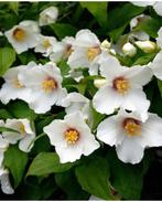 Philadelphus Belle étoile (heerlijk geurende boerenjasmijn), Ophalen
