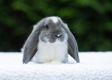 Franse hangoren beschikbaar voor biedingen