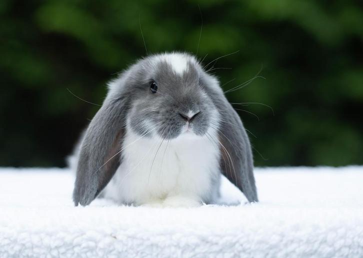 Franse hangoren, Dieren en Toebehoren, Konijnen, Groot, Meerdere dieren, 0 tot 2 jaar, Hangoor