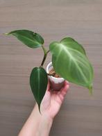 Philodendron camposportuanum, Enlèvement ou Envoi