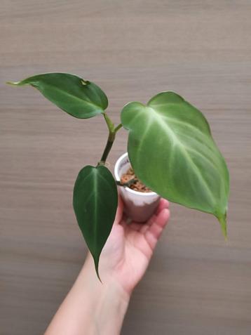 Philodendron camposportuanum  disponible aux enchères