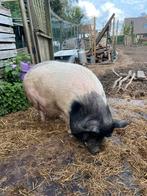 Mini varken gecastreerd, Dieren en Toebehoren, Mannelijk, Varken, 6 jaar of ouder