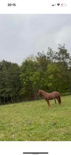 D pony te koop, Animaux & Accessoires, Poneys, Jument