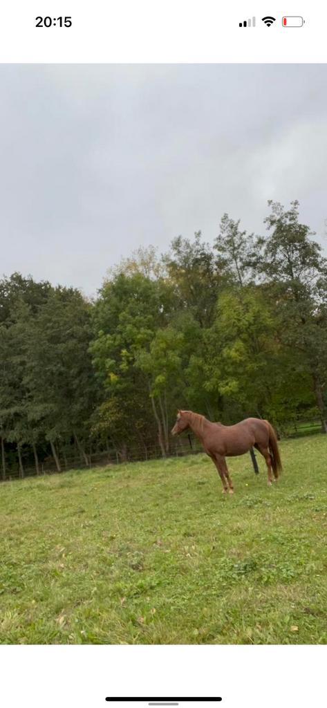 D pony te koop, Animaux & Accessoires, Poneys, Jument