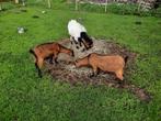 Drie dwerggeiten 2v 1m 120€