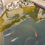 Koi, rietvoorn en goudwinden 15st., Dieren en Toebehoren