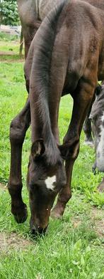 Poulain, Dieren en Toebehoren, Paarden, Springpaard, Gechipt, Niet van toepassing, 0 tot 2 jaar
