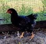 Barnevelder haantjes, Dieren en Toebehoren, Pluimvee