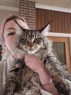 Maine Coon, Dieren en Toebehoren, Poes, Gechipt, 0 tot 2 jaar