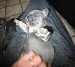 Prachtige Franse Bulldogs! Blue tan!, België, Particulier, CDV (hondenziekte), 8 tot 15 weken