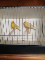 Canaris, Animaux & Accessoires, Oiseaux | Canaris, Mâle