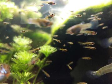 Endler Guppy kleintjes beschikbaar voor biedingen