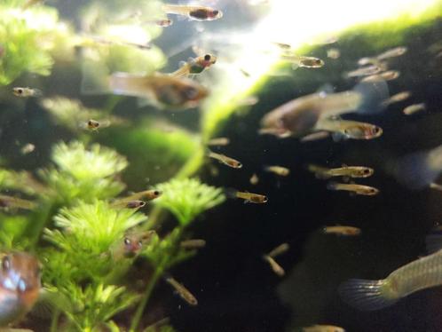 Endler Guppy kleintjes, Dieren en Toebehoren, Vissen | Aquariumvissen, Zoetwatervis, Vis, Schoolvis