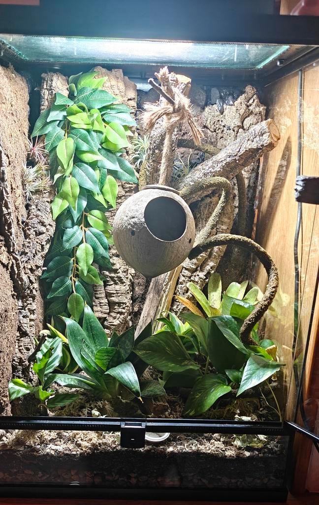 Terrarium met wimpergekko, Dieren en Toebehoren, Reptielen en Amfibieën | Toebehoren, Verlichting, Ophalen