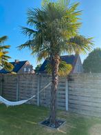 Trachycarpus, Tuin en Terras, Bloembollen en Zaden, Ophalen