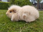 Ch teddy cavia’s, Dieren en Toebehoren, Knaagdieren, Cavia